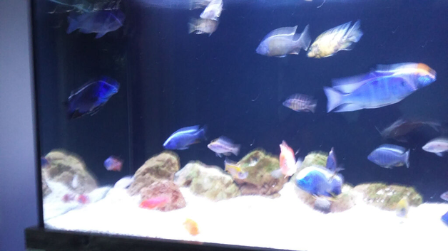 Malawi cichlids