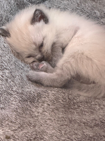 Ragdoll kitten