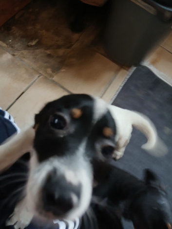 Selling my puppy