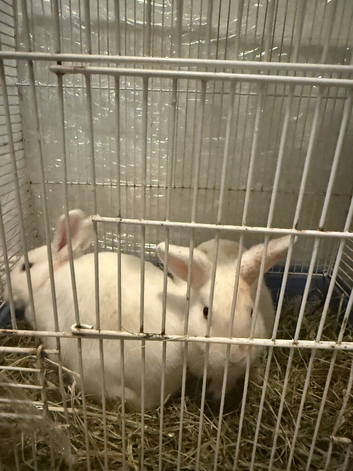2 baby rabbite