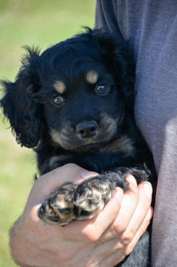 ADORABLE YANKEE DOODLES  AMERICAN COCKER X TOY POODLE