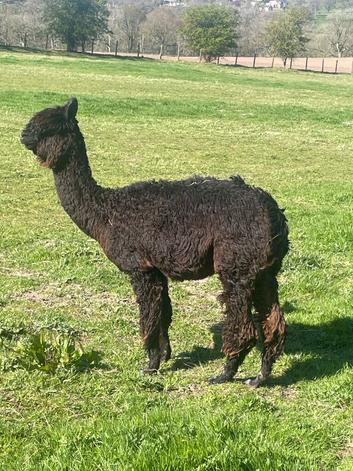Black Suri Female Alpaca