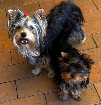 Yorkshire terrier puppie female
