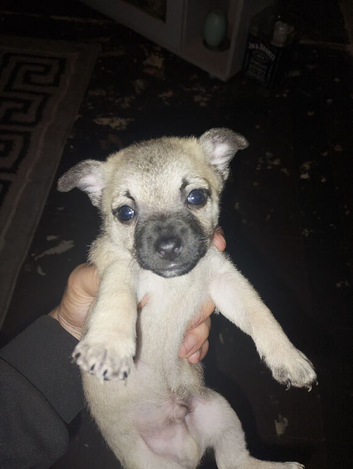 Chihuahua puppy