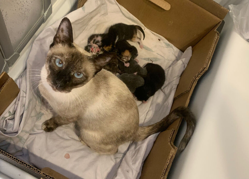Baby kittens now 3 available