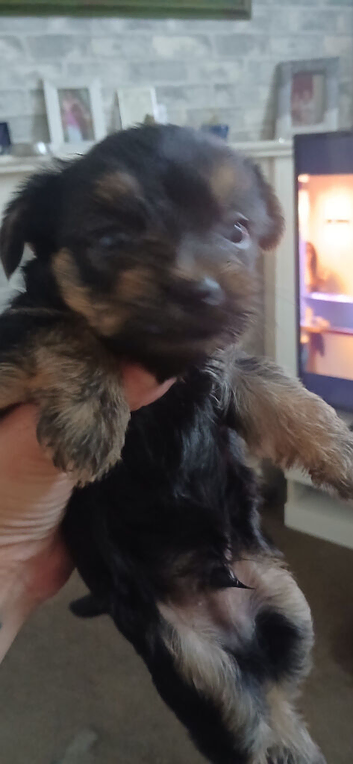 Tea cup Yorkie Chihuahua