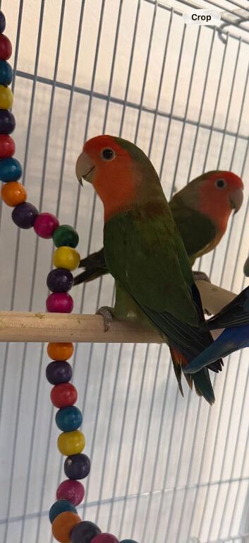 Male love bird Free