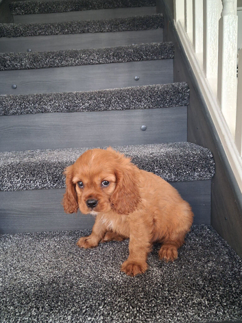 Cavalier King Charles spaniel puppies last Ruby boy ready to leave now