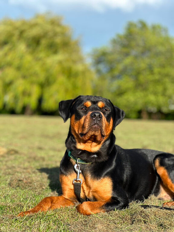 Bruce the stud