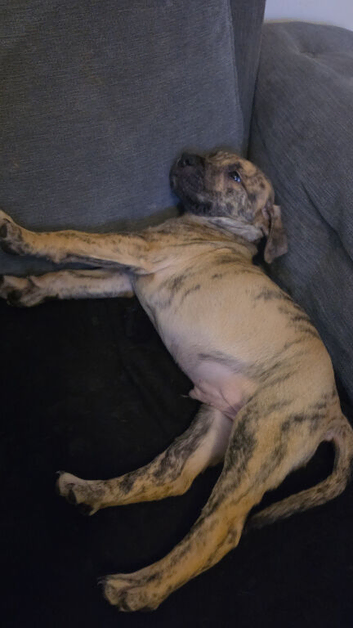 Presa canrio X american Staffordshire Terrier