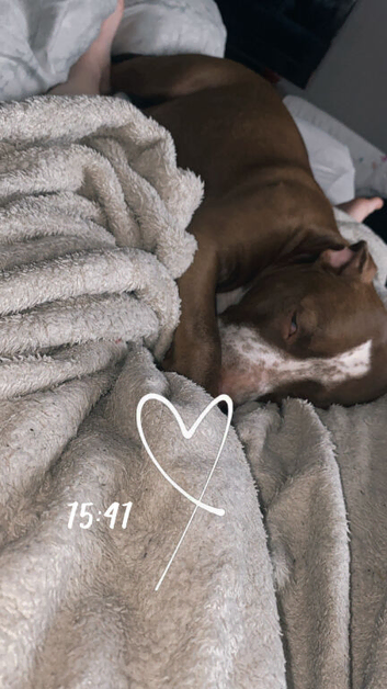 Puppies for sale