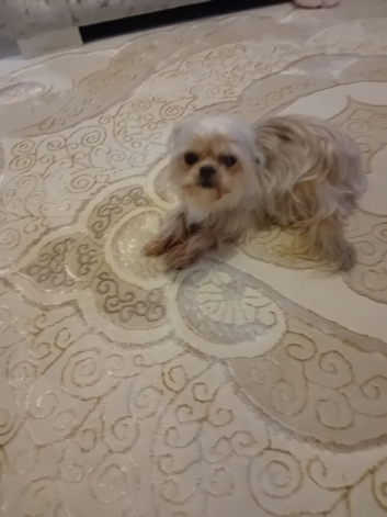 Shorkie for Rehoming