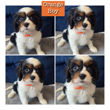 LAST BOY LEFT️ Cavalier King Charles Spaniel Puppies