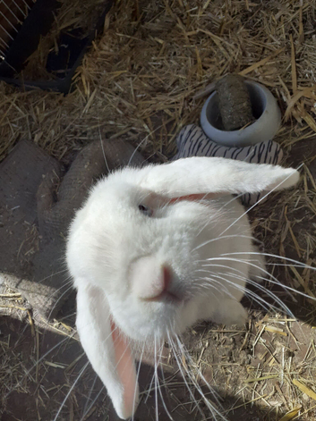Dwarf Satin lop for sale