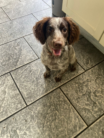 Cocker spaniel bitch
