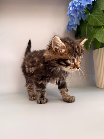 Male kitten for sale