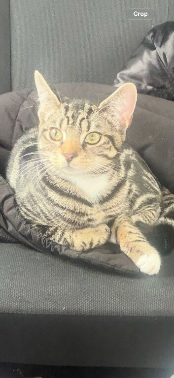 Milo the cat