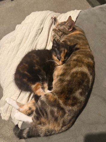 Last female kitten available