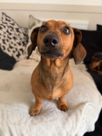Beautiful fox red dachshund (stud)
