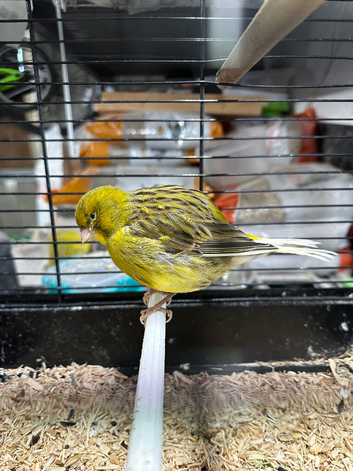 Border canary hen available &pound;20
