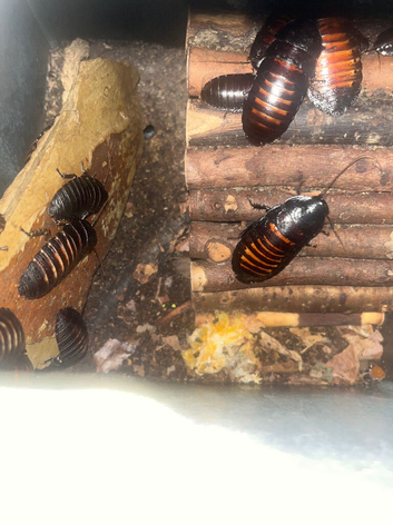 Hissing roaches