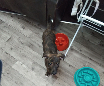 Greyhound puppy