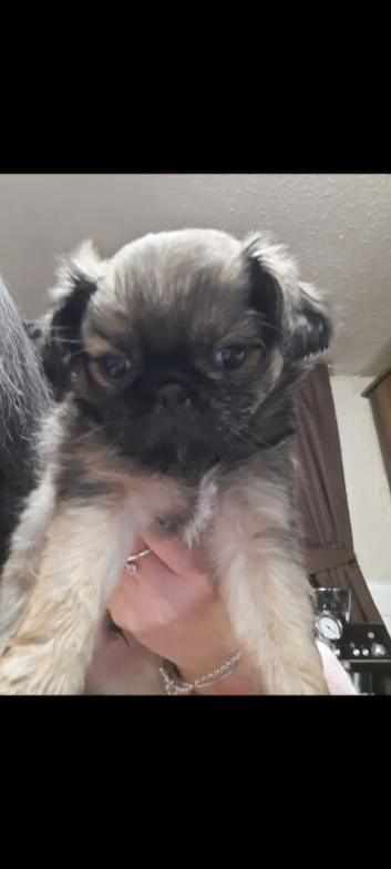 Pug puppy male