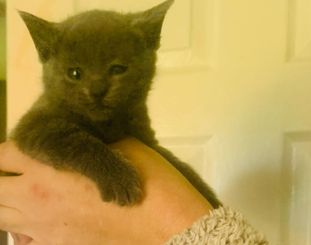 British shorthair female