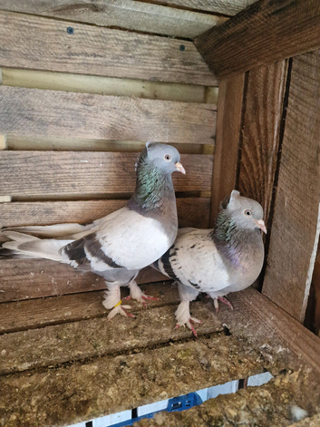 Turkish takla ( tumbler ) pigeons. &pound;50 each