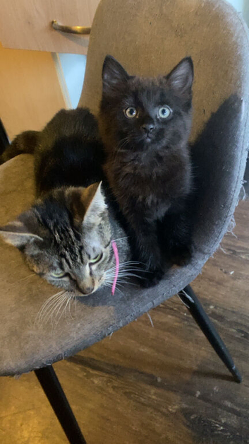 Boy kitten 9 weeks