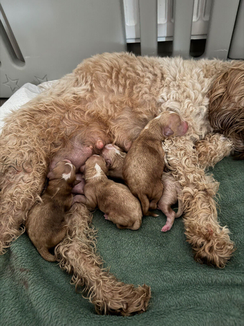 4 stunning cavapoo boys