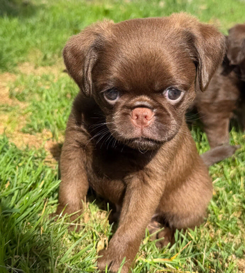 Three chocolate Griffon Boys