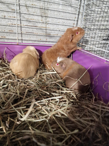 Guinea pigs babys boys teddy boys