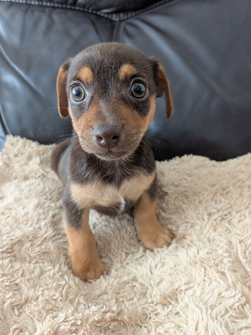 Beautiful pure bred Miniature Jack Russell