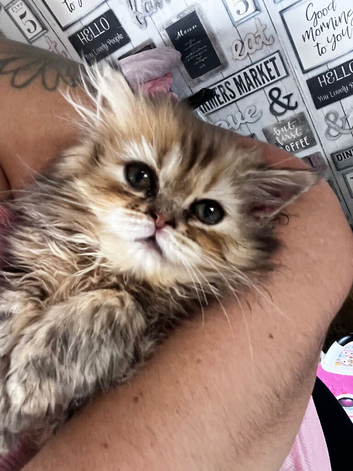 Fluffy Persian 1 girl left
