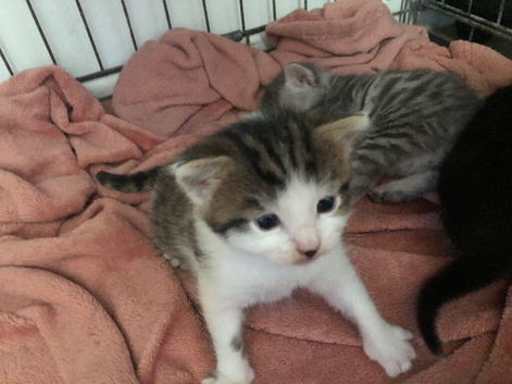 Kittens