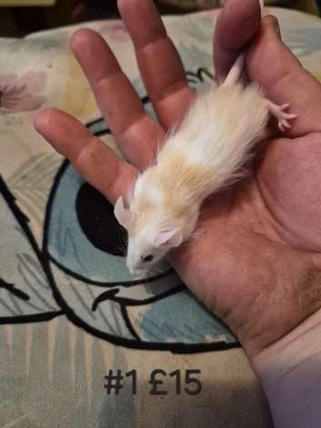 6 Cute Male Baby Fancy Mice