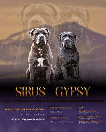 Cane corso puppies