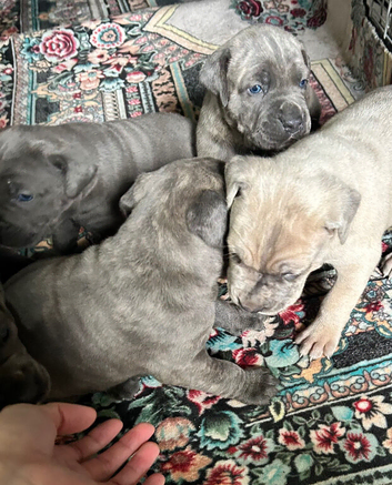 Cane corso puppies