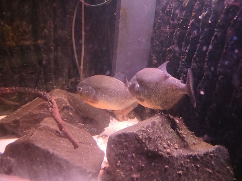 Breeding  pair