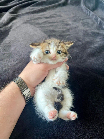 3 Gorgeous kittens For Sale !