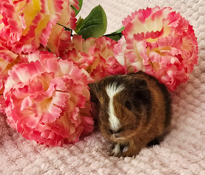 Baby sow available