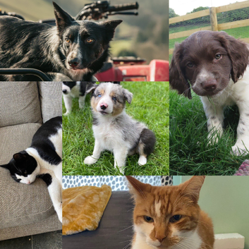 Exmoor microchipping