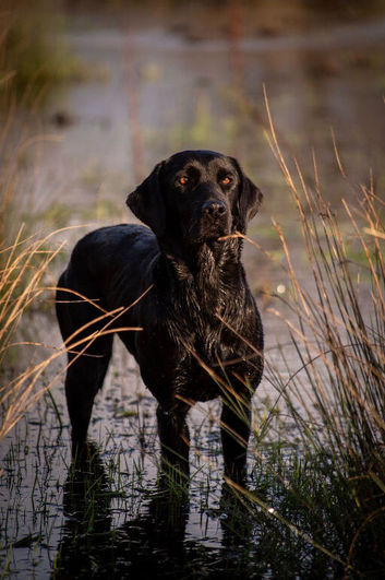 FTCH sired KC Reg labrador puppy