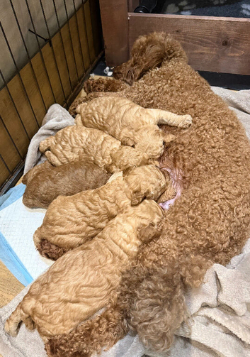 DNA health tested stunning KC reg Miniature Poodles