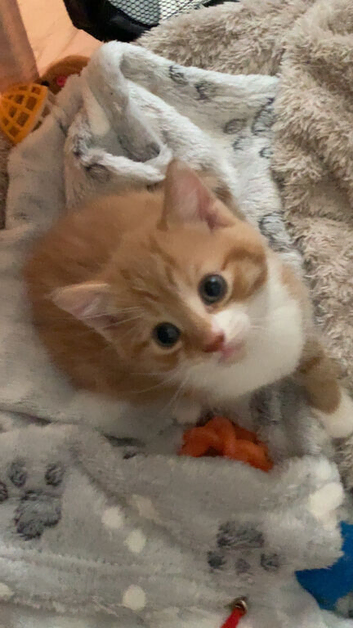Ginger kitten