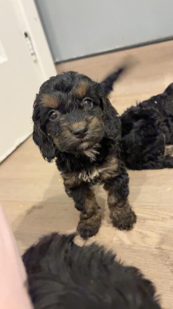 Cockapoo puppies