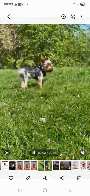 Mini yorke for stud