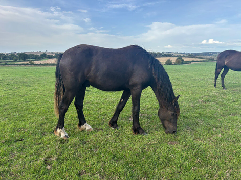 Shire X tb gelding youngster