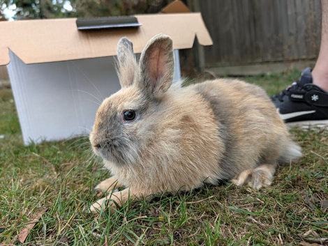 5 Month Old Lionhead Doe
